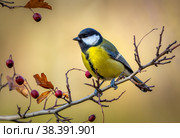 A bluebird bird sits on a prickly branch with red berries on a blurry autumn background. Стоковое фото, фотограф Игорь Кляхин / Фотобанк Лори
