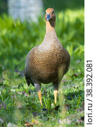 Brown magellan goose walking on green grass. Стоковое фото, фотограф Константин Шишкин / Фотобанк Лори