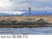 Birds and penguins on the island in Beagle channel close Ushuaia city, Tierra del Fuego, Argentina (2019 год). Стоковое фото, фотограф Сергей Стрелков / Фотобанк Лори
