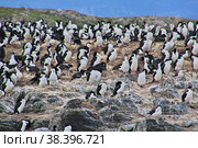 Birds and penguins on the island in Beagle channel close Ushuaia city, Tierra del Fuego, Argentina (2019 год). Стоковое фото, фотограф Сергей Стрелков / Фотобанк Лори