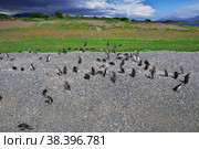 Penguins on the island in Beagle channel close Ushuaia city, Tierra del Fuego, Argentina (2019 год). Стоковое фото, фотограф Сергей Стрелков / Фотобанк Лори