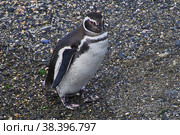 Penguins on the island in Beagle channel close Ushuaia city, Tierra del Fuego, Argentina (2019 год). Стоковое фото, фотограф Сергей Стрелков / Фотобанк Лори