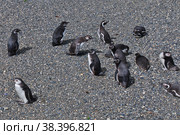 Penguins on the island in Beagle channel close Ushuaia city, Tierra del Fuego, Argentina (2019 год). Стоковое фото, фотограф Сергей Стрелков / Фотобанк Лори