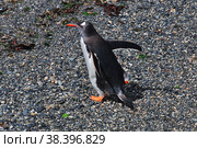 Penguins on the island in Beagle channel close Ushuaia city, Tierra del Fuego, Argentina (2019 год). Стоковое фото, фотограф Сергей Стрелков / Фотобанк Лори
