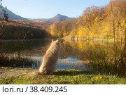 Dog sits on the shore of the autumn lake. Стоковое фото, фотограф Яна Королёва / Фотобанк Лори