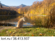 Dog sits on the shore of the autumn lake. Стоковое фото, фотограф Яна Королёва / Фотобанк Лори