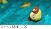 Close-up of the Spanish slug Arion lusitanicus on a green apple. Big slimy brown snails crawling around the garden. The invasion damages the leaves and crops. Collection of invasive species. Стоковое фото, фотограф Photojuli / Фотобанк Лори