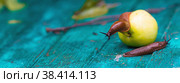 Close-up of the Spanish slug Arion lusitanicus on a green apple. Big slimy brown snails crawling around the garden. The invasion damages the leaves and crops. Collection of invasive species. Стоковое фото, фотограф Photojuli / Фотобанк Лори