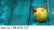 Close-up of the Spanish slug Arion lusitanicus on a green apple. Big slimy brown snails crawling around the garden. The invasion damages the leaves and crops. Collection of invasive species. Стоковое фото, фотограф Photojuli / Фотобанк Лори