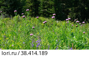 Маралий корень, цветы / Video of Leuzea carthamoides, known as Maral root or Rhaponticum in subalpine meadow. Стоковое видео, видеограф Сергей Пристяжнюк (Serg Zastavkin) / Фотобанк Лори