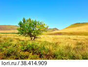 Golden hills of the Minusinsk basin. Стоковое фото, фотограф ArhSib / Фотобанк Лори