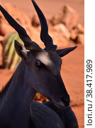 Eland Elenantelope Namibia Africa Red Sand Contrast Portrait. Стоковое фото, фотограф Andreas Muth-Hegener / Фотобанк Лори