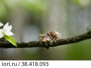 Snail Muller glides on a flowering branch of a pear. Large white mollusk snails with a brown striped shell crawling over vegetables and greens. Pest in the farmer's garden. Стоковое фото, фотограф Photojuli / Фотобанк Лори
