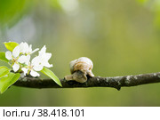 Snail Muller glides on a flowering branch of a pear. Large white mollusk snails with a brown striped shell crawling over vegetables and greens. Pest in the farmer's garden. Стоковое фото, фотограф Photojuli / Фотобанк Лори