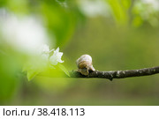 Snail Muller glides on a flowering branch of a pear. Large white mollusk snails with a brown striped shell crawling over vegetables and greens. Pest in the farmer's garden. Стоковое фото, фотограф Photojuli / Фотобанк Лори