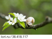 Snail Muller glides on a flowering branch of a pear. Large white mollusk snails with a brown striped shell crawling over vegetables and greens. Pest in the farmer's garden. Стоковое фото, фотограф Photojuli / Фотобанк Лори