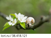 Snail Muller glides on a flowering branch of a pear. Large white mollusk snails with a brown striped shell crawling over vegetables and greens. Pest in the farmer's garden. Стоковое фото, фотограф Photojuli / Фотобанк Лори