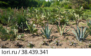 Garden of cactuses in Botanic garden Ecopark St. Constantine and Helena resort Bulgaria. Стоковое фото, фотограф ИВА Афонская / Фотобанк Лори