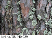 Tree bark with moss (isolated natural background) Стоковое фото, фотограф Елена  Попкова / Фотобанк Лори