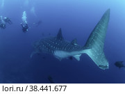 Whale shark (Rhincodon typus) mammal swimming in tropical underwaters rear view. Shark in underwater wild animal world. Observation of wildlife ocean. Scuba diving adventure in Ecuador coast. Стоковое фото, фотограф Aleksandr Golubev / Фотобанк Лори