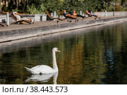 A white swan swims in the pond of the city park. Russia. Close-up of a bird in the water. In the distance you can see the beach with sun loungers. People are resting by the water. (2022 год). Стоковое фото, фотограф Photojuli / Фотобанк Лори