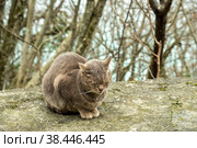 Бездомный кот на улице города. Брошенные животные. голодные, грустные коты. День, Весна. Россия. Стоковое фото, фотограф Виктор Истомин / Фотобанк Лори