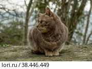 Бездомный кот на улице города. Брошенные животные. голодные, грустные коты. День, Весна. Россия. Стоковое фото, фотограф Виктор Истомин / Фотобанк Лори
