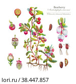 Bearberry shrub (Arctostaphylos uva-ursi). Medicinal, tanning and dyeing plant.  Botanical illustration with individual elements of the plant, made with watercolor paints on paper. Стоковая иллюстрация, иллюстратор Эвелина Виноградская / Фотобанк Лори