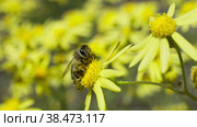 Пчела собирает нектар на желтом цветке Senecio jacobaea. Макросъемка, замедленная съемка. Стоковое видео, видеограф Mixail59 / Фотобанк Лори