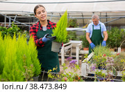 Positive female florist in uniform holding pot with Cupressus Goldcrest Wilma in greenhouse. Стоковое фото, фотограф Яков Филимонов / Фотобанк Лори