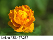 Trollius bloom in early spring which are fed and pollinated by flower fly to continue life cycle of insects and flowers. Стоковое фото, фотограф Дмитрий Коростылев / Фотобанк Лори