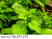 Young shoots of stinging nettle suitable for harvesting for the winter or for cooking. Стоковое фото, фотограф Дмитрий Коростылев / Фотобанк Лори