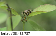 Макросъемка паука круглопряда (Araneus angulatus), сидящего на листе растения. Стоковое видео, видеограф Mixail59 / Фотобанк Лори