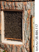 Bee hive. Lots of bees. Autumn honey fair in Moscow. (2018 год). Редакционное фото, фотограф Photojuli / Фотобанк Лори