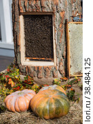 Bee hive. Lots of bees. Autumn honey fair in Moscow. (2018 год). Редакционное фото, фотограф Photojuli / Фотобанк Лори