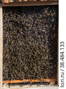 Bee hive. Lots of bees. Autumn honey fair in Moscow. (2018 год). Редакционное фото, фотограф Photojuli / Фотобанк Лори