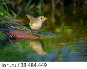 The Common chiffchaff bird stands on a rock sticking out of a pond and looks at its reflection. Стоковое фото, фотограф Игорь Кляхин / Фотобанк Лори