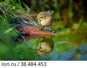 The Common chiffchaff bird stands on a rock sticking out of a pond and looks at its reflection. Стоковое фото, фотограф Игорь Кляхин / Фотобанк Лори