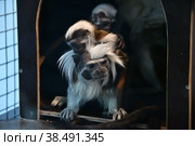 Monkey Oedipus Tamarin. Стоковое фото, фотограф Владимир Галкин / Фотобанк Лори