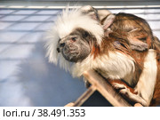 Monkey Oedipus Tamarin. Стоковое фото, фотограф Владимир Галкин / Фотобанк Лори