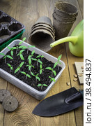 Young green tomato seedlings in the tray. Стоковое фото, фотограф Мария Кошелева / Фотобанк Лори