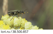 Макросъемка жука Oedemera virescens, сидящего на желтом цветке пижмы и очищающего свою лапу. Стоковое видео, видеограф Mixail59 / Фотобанк Лори