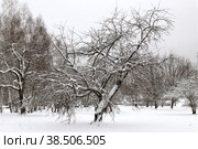 Winter landscape. Snow-covered apple trees in Mitino Landscape Park on a cloudy day. Moscow, Russia (2022 год). Стоковое фото, фотограф Валерия Попова / Фотобанк Лори