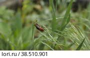 Жук-пожарник (Cantharis rustica) перемещается по зеленой травинке. Замедленная съемка, макросъемка. Стоковое видео, видеограф Mixail59 / Фотобанк Лори
