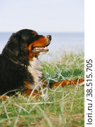 Bernese mountain dog looks ahead. Стоковое фото, фотограф Lekcej / Фотобанк Лори