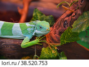 Striped Fijian iguana (Latin. Brachylophus fasciatus) Стоковое фото, фотограф Владимир Галкин / Фотобанк Лори
