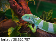 Striped Fijian iguana (Latin. Brachylophus fasciatus) Стоковое фото, фотограф Владимир Галкин / Фотобанк Лори