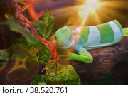 Striped Fijian iguana (Latin. Brachylophus fasciatus) Стоковое фото, фотограф Владимир Галкин / Фотобанк Лори