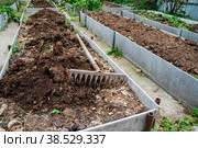 The vegetable bed is fertilized with manure in the autumn garden. Technology for growing vegetables on high beds. Стоковое фото, фотограф Оксана Медведева / Фотобанк Лори