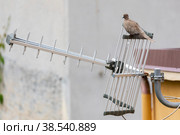 Италия. Скаури. Птица горлица сидит на телевизионной антенне. Italy. Scauri. A turtledove bird sits on a television antenna. Стоковое фото, фотограф Алексей Смышляев / Фотобанк Лори